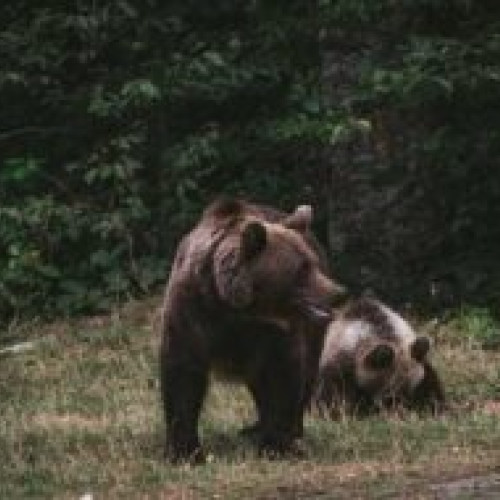 Ciolacu anunță sesiune extraordinară a Parlamentului pentru legea care va permite eutanasirea sau împușcarea urșilor din „zonele cu risc foarte mare”