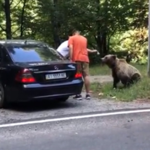 Doi bărbați atacați de urs pe Transfăgărășan după ce i-au dat de mâncare