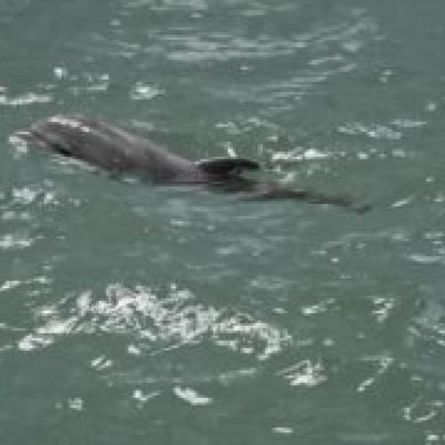 Moartea subită a puiului de delfin născut în captivitate la Delfinariul Constanța