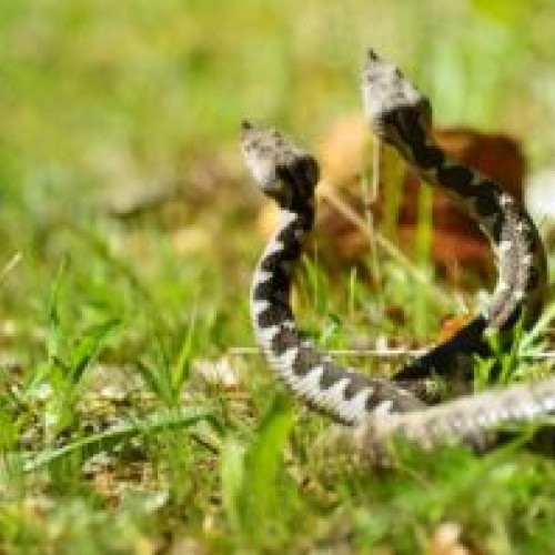 Jandarmii din Covasna au capturat două vipere în zona campingului Valea Zanelor