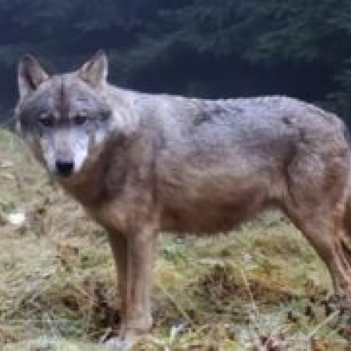 Autoritățile olandeze emit alertă pentru vizitatorii din zonele forestiere din Utrecht
