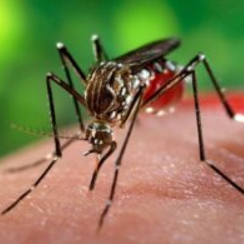 Două cazuri de infectare cu virusul West Nile confirmate în România