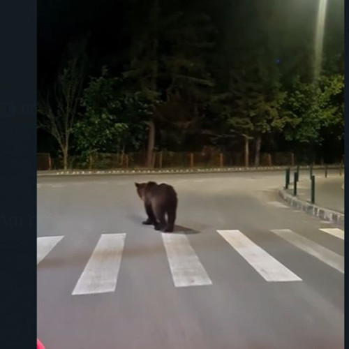 Avertisment RO-Alert pentru locuitorii și turiștii din Bușteni: un urs a intrat în oraș