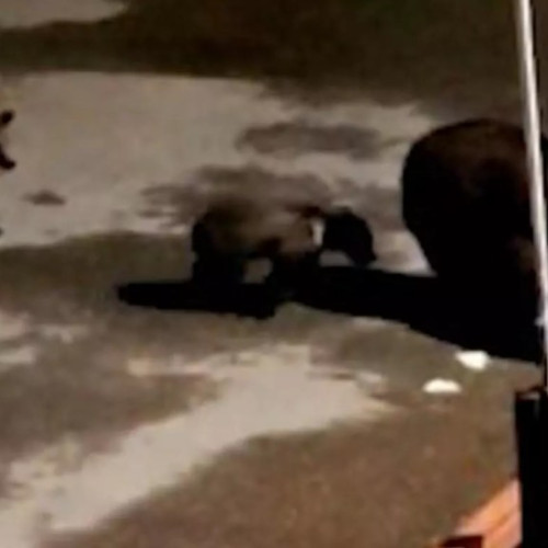Ursoaică și puii ei surprinși pe străzile din Bușteni, localnicii în panică