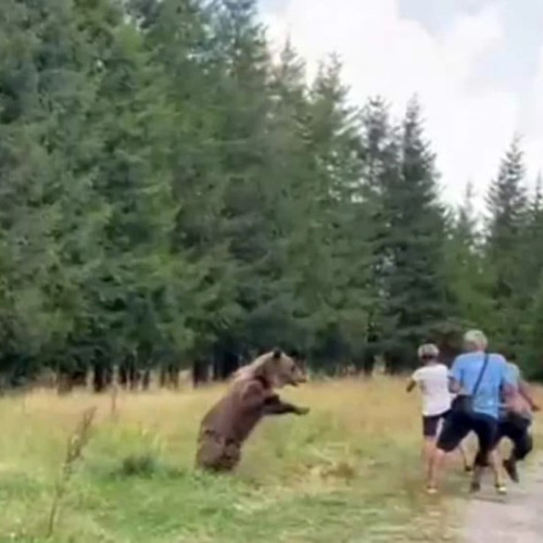 Incident cu o ursoaică pe Transfăgărășan