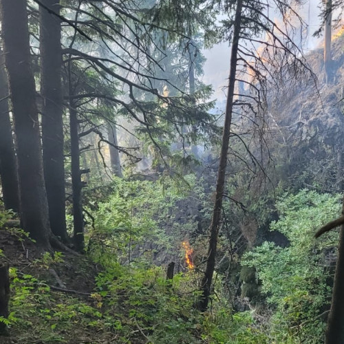 Incendiu de fond forestier în masivul Piatra Mare