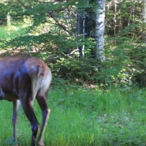 Camerele rangerilor din Parcul Național Piatra Craiului surprind fauna sălbatică