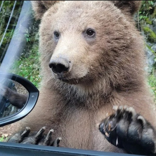 Popularitatea safari-urilor cu urși pe Transfăgărășan