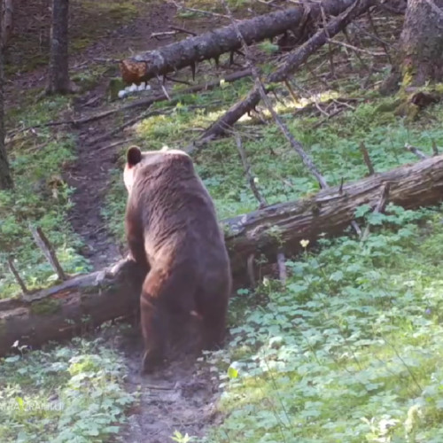 Rangerii din Parcul Național Piatra Craiului monitorizează fauna locală