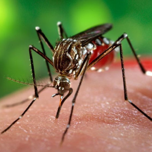 Crește numărul cazurilor de infecție cu virusul West Nile în România