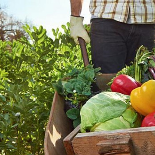 Agricultorii români se confruntă cu efectele severe ale secetei și caniculei