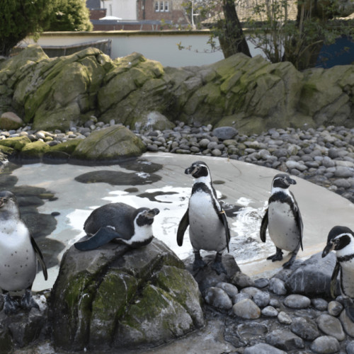 Amenajarea unor noi adăposturi pentru pinguini și lei de mare la Zoo Brașov