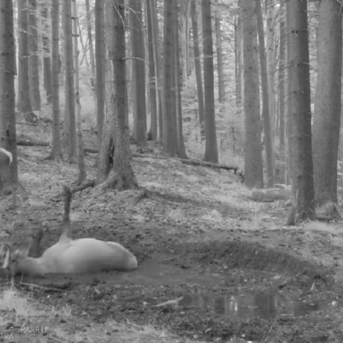 Camerele de luat vederi din Parcul Național Piatra Craiului surprind viața sălbatică