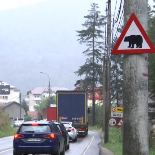 Avertizare despre ursi pe DN 1, la granita judetelor Brasov si Prahova