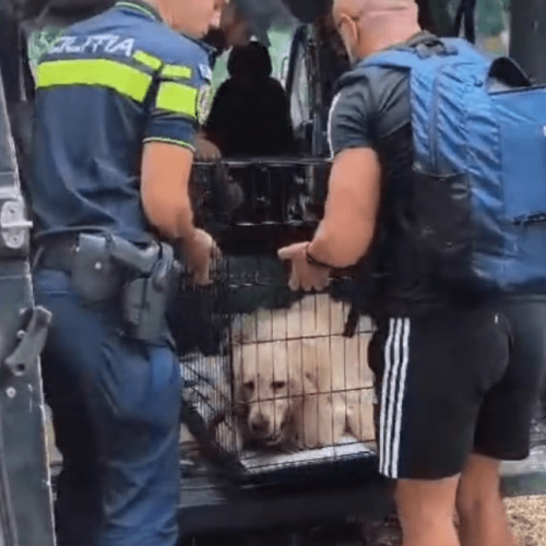 Două câini abandonați în Brașov, salvați de poliție