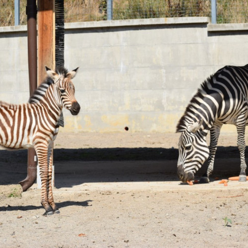 Pui de zebra Grant s-a născut la Grădina Zoologică Brașov