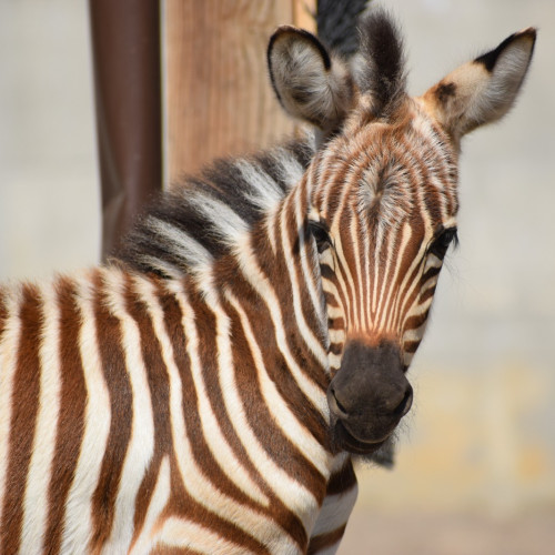 Nașterea unui pui de zebră Grant la Grădina Zoologică Brașov