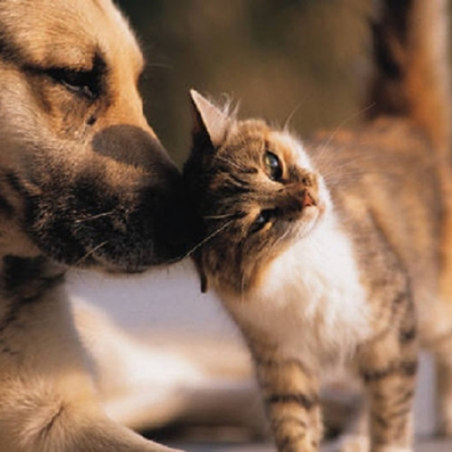 Toamna aduce naparlirea la caini si pisici: sfaturi de la medicii veterinari