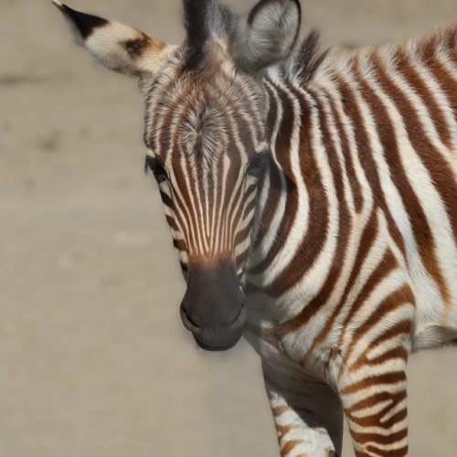 Zoo Brașov a primit un nou membru: puiul de zebra Beauty!