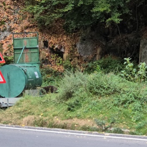 Incident în timpul capturării unui urs pe Transfăgărășan