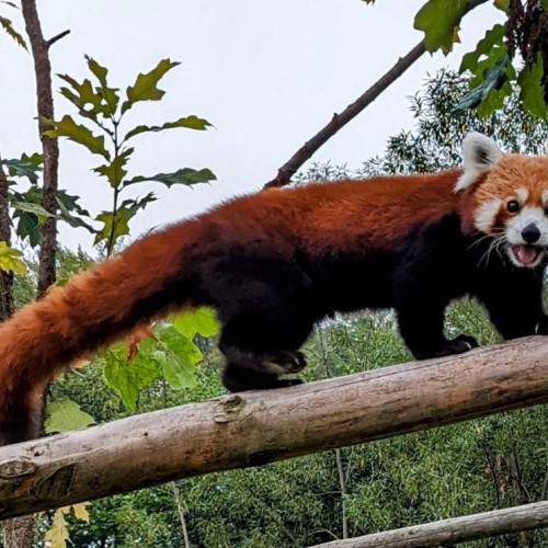 Grădina Zoologică Brașov sărbătorește Ziua Internațională a Panda Roșu