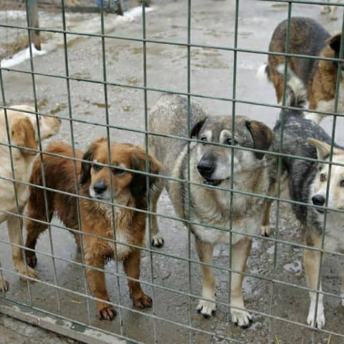 Proiect de lege pentru protejarea câinilor fără stăpân