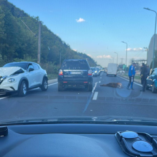 Accident pe DN1, în zona Timișul de Jos, implicând mai multe mașini