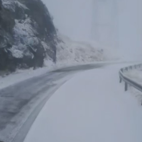 Ninge abundent pe Transfăgărășan