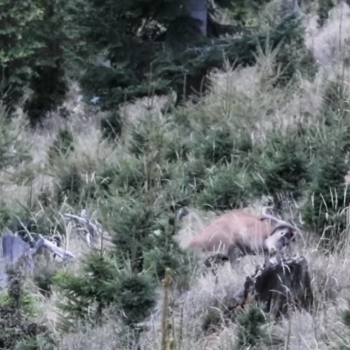 Imagini rare cu o luptă între doi cerbi în pădurile României