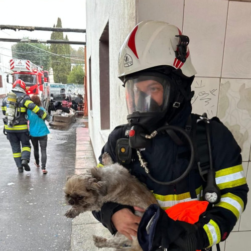 Incendiu pe strada Turnului din cartierul Tractorul: Pompierii au salvat 8 animale