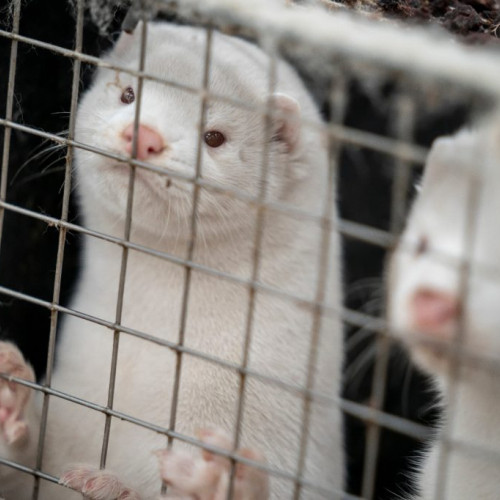Romania interzice creșterea animalelor pentru blană începând cu 2027