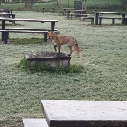 Cartierul Noua din Brașov, vizitat de animale sălbatice