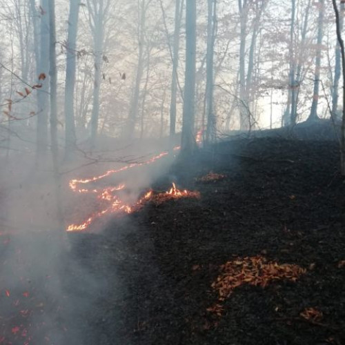 Pompierii reiau lupta cu incendiul de pădure din zona Vârfului Comisu