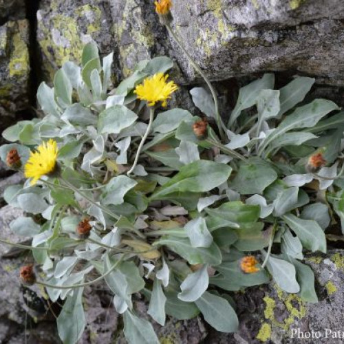 O plantă veche de 60.000 de ani descoperită în Carpați