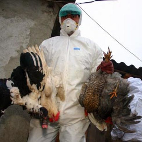 România a raportat un focar de gripă aviară H5N1