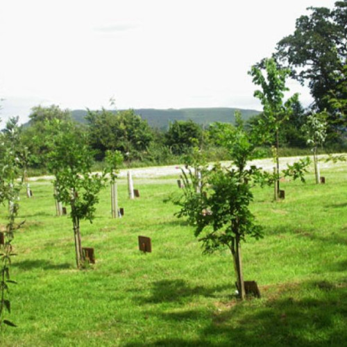 O firmă din Brașov propune amenajarea unui cimitir ecologic