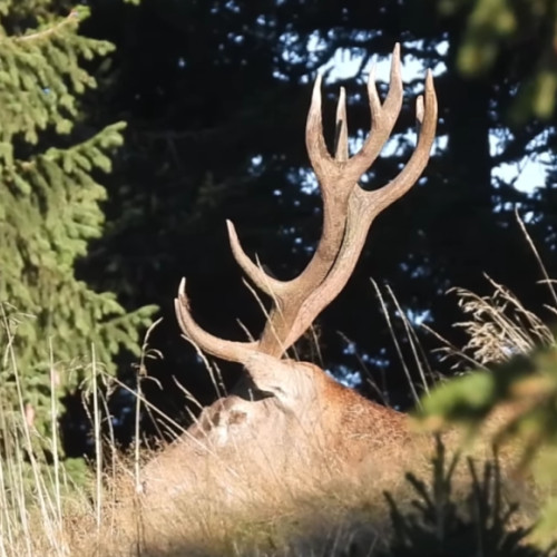 Cerb filmat în timpul boncanitului în Parcul Natural Bucegi