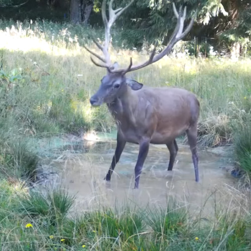 Cerb jucăuș incântă fața camerei de monitorizare în Parcul Natural Apuseni