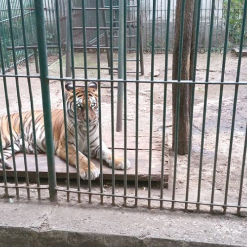 Un îngrijitor de la Grădina Zoologică din Pitești a fost atacat de un tigru