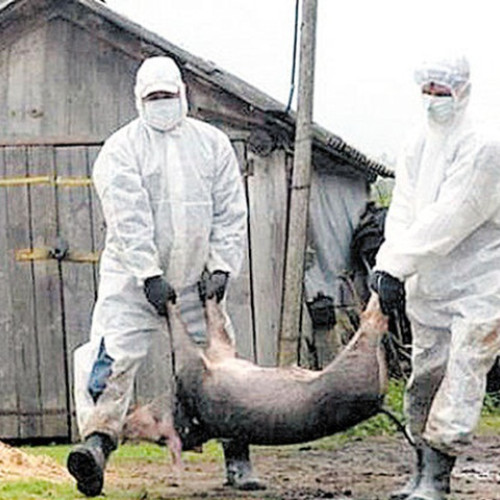 Focar de pestă porcină africană depistat în Satu Mare