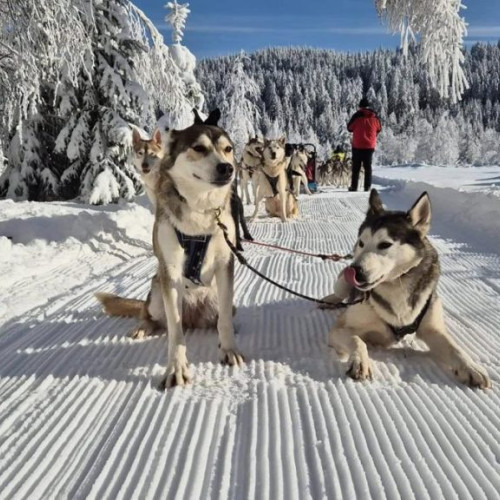 Plimbări cu sănii trasă de câini Husky, atracție în Harghita Bai