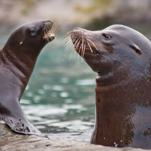 Zoo Brașov, prima grădină zoologică din țară cu lei de mare și foci