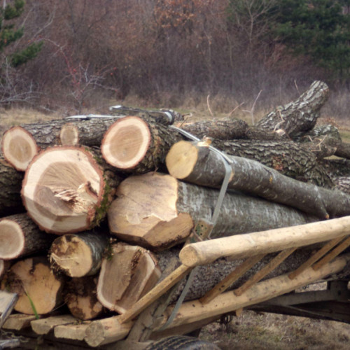 Prindere în Codlea: bărbat suspectat de tăiere ilegală și furt de arbori