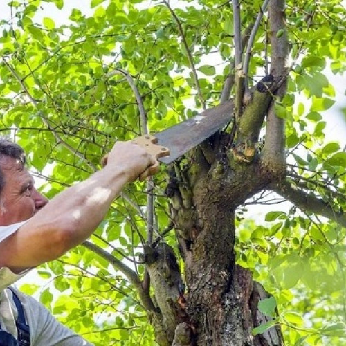 Cum să îngrijim pomii fructiferi pentru o recoltă bogată
