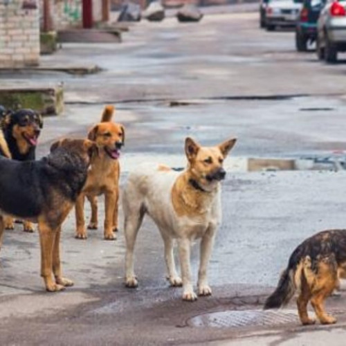 Copil de 13 ani din Iași, salvat după ce a sărit de pe un pod în râul Bahlui