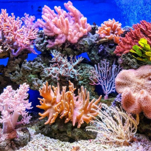 Albirea coralilor atinge un record global, amenințând ecosistemele marine