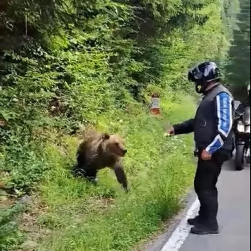 Trei pui de urs, care au fost lăsați în libertate după ce ursoaica a fost împușcată pe Transfăgărășan, ar fi trebuit să fie relocati imediat după incidentul din 3 iulie, când un motociclist a fost ucis în urma unui atac. Ministrul Mediului, Diana Buzoianu, a declarat miercuri că acest lucru &quot;nu s-a întâmplat, din păcate&quot;.