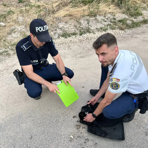 policisti din predeal au ajutat o pisică rănită pe marginea drumului
