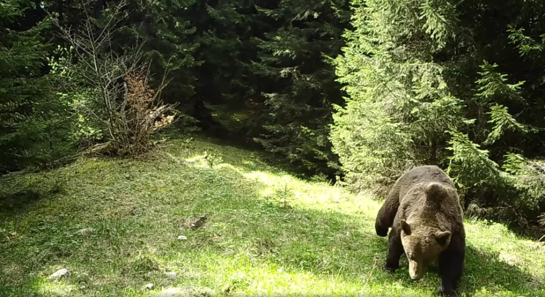 Animale salbatice surprinse în padurile din jurul Brașovului