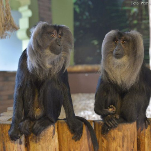 grădina zoologică brașov sărbătorește Ziua internațională a primatelor